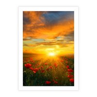 Plakat bez ramy 30x40 - Magia zachodu słońca na łące z makami - łąka, zachód słońca