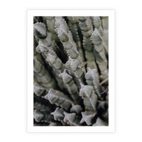 Plakat bez ramy 50x70 - Boho kaktusy na pustyni - kaktusy, pustynia