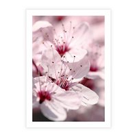 Plakat bez ramy 21x30 - Kwitnąca Wiśnia - kwiaty, kwitnąca