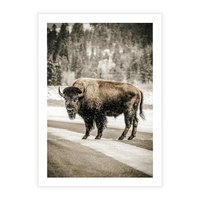 Plakat bez ramy 21x30 - Spotkanie z Żubrem na Leśnej Drodze - żubr, las