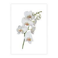 Plakat bez ramy 21x30 - Ekskluzywny Relaks - storczyk, spa