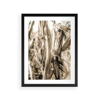 Plakat w ramie 50x70 - Retro Pole Kukurydzy - retro zdjęcie, sepia - rama czarna