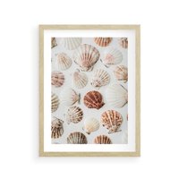 Plakat w ramie 50x70 - Morska Delikatność: Muszelki na Białym Tle - kompozycja, morskie muszelki na białym tle - rama drewno