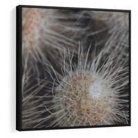 Obraz w ramie 50x50 - Ulotna Piękność Natury - makro, dmuchawce - rama czarna