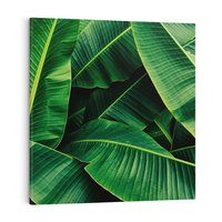 Obraz na płótnie 80x80 - Zaklęta roślinna ekspresja - liście bananowca, gęsto ułożone
