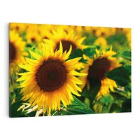 Obraz na płótnie 120x80 - Słonecznikowa Energia - słonecznik, kwiat