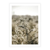 Plakat bez ramy 30x40 - Pampas i Bocho - suche trawy, bocho