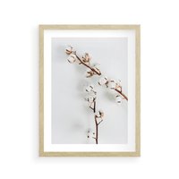 Plakat w ramie 40x50 - Gałęzie Bawełny na Białym Tle - gałęzie bawełny na białym tle, minimalizm - rama drewno