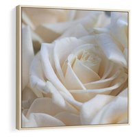 Obraz w ramie 50x50 - Białe róże piękności - białe, róże - rama drewno