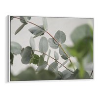 Obraz w ramie 70x50 - Liście eukaliptusa w naturze - eukaliptus, liście - rama biała
