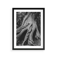 Plakat w ramie 40x50 - Siła Natury - czarno biała fotografia, korzenie wielkiego drzewa - rama czarna