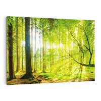 Obraz na płótnie 70x50 - Las w pełnym rozkwicie - las, drzewa
