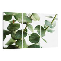 Obraz na płótnie 120x80 - Zielone eukaliptusy - eukaliptus, liście