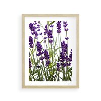 Plakat w ramie 40x50 - Fioletowa harmonia lawendy - lawenda, fiolet - rama drewno