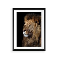 Plakat w ramie 30x40 - Władca Dzikiej Przyrody - lew, król - rama czarna