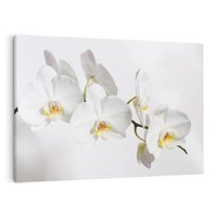 Obraz na płótnie 120x80 - Orchidea Kwiat - orchidea, kwiat