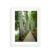 Plakat w ramie 30x40 - Spacer ścieżką przez brzozowy las - las, ścieżka - rama biała