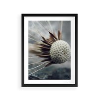 Plakat w ramie 30x40 - Makro Dmuchawiec - dmuchawiec, zbliżenie - rama czarna