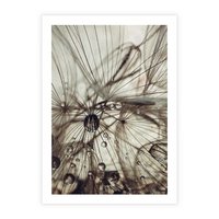 Plakat bez ramy 30x40 - Lekkie dmuchawce - dmuchawce, krople
