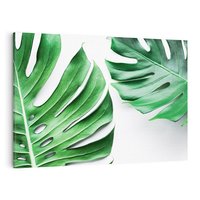 Obraz na płótnie 100x70 - Monstera - Liście Kwiaty - monstera, liście