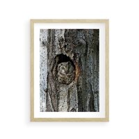Plakat w ramie 50x70 - Tajemniczy W świecie Nocy - sowa, dziupla - rama drewno