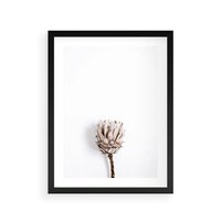 Plakat w ramie 50x70 - Suszona Roślina na Białym Tle - minimalizm, suszona roślina - rama czarna