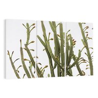 Obraz na płótnie 120x80 - Ekskluzywna Roślinność - kaktusy, liście