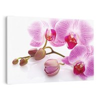 Obraz na płótnie 100x70 - Elegancka orchidea w pełnym rozkwicie - orchidea, kwiat