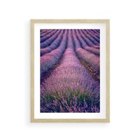Plakat w ramie 40x50 - Pole Lawendy w Pełnej Krasie - pole lawendy, kompozycja - rama drewno
