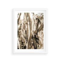 Plakat w ramie 30x40 - Retro Pole Kukurydzy - retro zdjęcie, sepia - rama biała