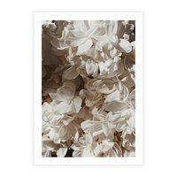 Plakat bez ramy 21x30 - Płatki w Detalu - białe kwiaty, zbliżenie