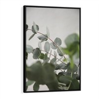 Obraz w ramie 70x100 - Liście eukaliptusa w naturze - eukaliptus, liście - rama czarna