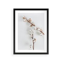 Plakat w ramie 40x50 - Gałęzie Bawełny na Białym Tle - gałęzie bawełny na białym tle, minimalizm - rama czarna