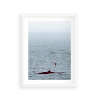 Plakat w ramie 30x40 - Spotkanie z Orką - morze, ocean - rama biała