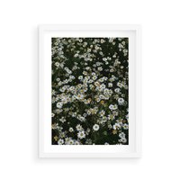 Plakat w ramie 40x50 - Stokrotkowa Idylla na Łące - łąka, stokrotki - rama biała