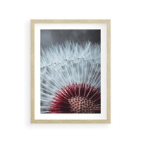 Plakat w ramie 50x70 - Dmuchawiec w Detalu - dmuchawiec, zdjęcie makro - rama drewno