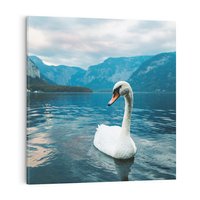 Obraz na płótnie 40x40 - Łabędzi Śpiew - fotografia, plakat