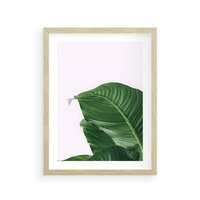 Plakat w ramie 40x50 - Zielone liście monstery - liście, monstera - rama drewno