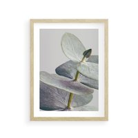 Plakat w ramie 30x40 - Zbliżenie Liści Eukaliptusa - eukaliptus, zbliżenie - rama drewno