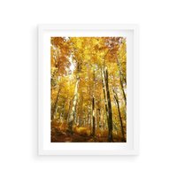Plakat w ramie 50x70 - Jesienny Las - Kolorowa Paleta Natury - jesień, drzewa - rama biała