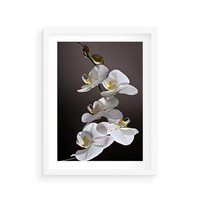 Plakat w ramie 50x70 - SPA: harmonia z kwiatami - spa, kwiaty - rama biała