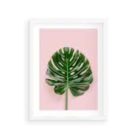 Plakat w ramie 30x40 - Monstera w Różowym Świetle - liść monstery, różowe tło - rama biała