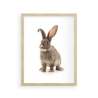 Plakat w ramie 50x70 - Delikatna Zwierzęca Uroda - królik, zwierzę - rama drewno