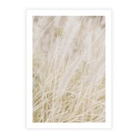 Plakat bez ramy 21x30 - Białe Trawy Pampas - suche trawy, białe trawy