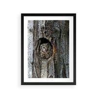 Plakat w ramie 30x40 - Tajemniczy W świecie Nocy - sowa, dziupla - rama czarna