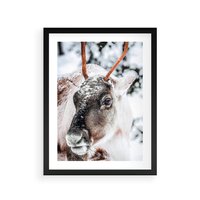 Plakat w ramie 30x40 - Renifer w Zimowej Krainie - renifer, zima - rama czarna