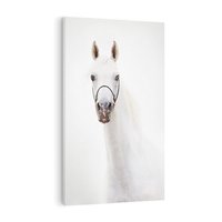 Obraz na płótnie 70x100 - Elegancja białego konia - biały, koń