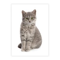 Plakat bez ramy 21x30 - Kocie uroki na płótnie - kot, kotek