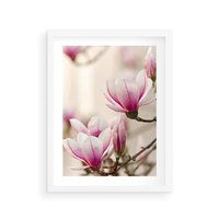 Plakat w ramie 50x70 - Urok Magnolii - magnolie, kwiaty - rama biała