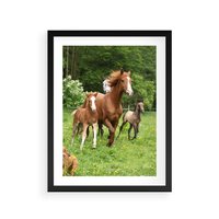 Plakat w ramie 30x40 - Galopujące konie - konie, galop - rama czarna